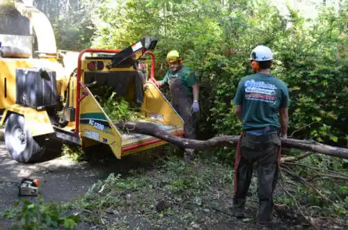 tree services San Joaquin